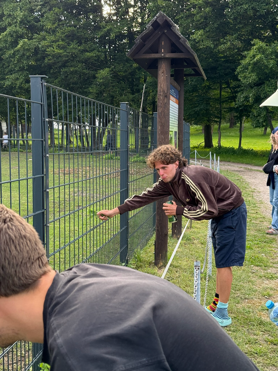 Ben feeding the sheep